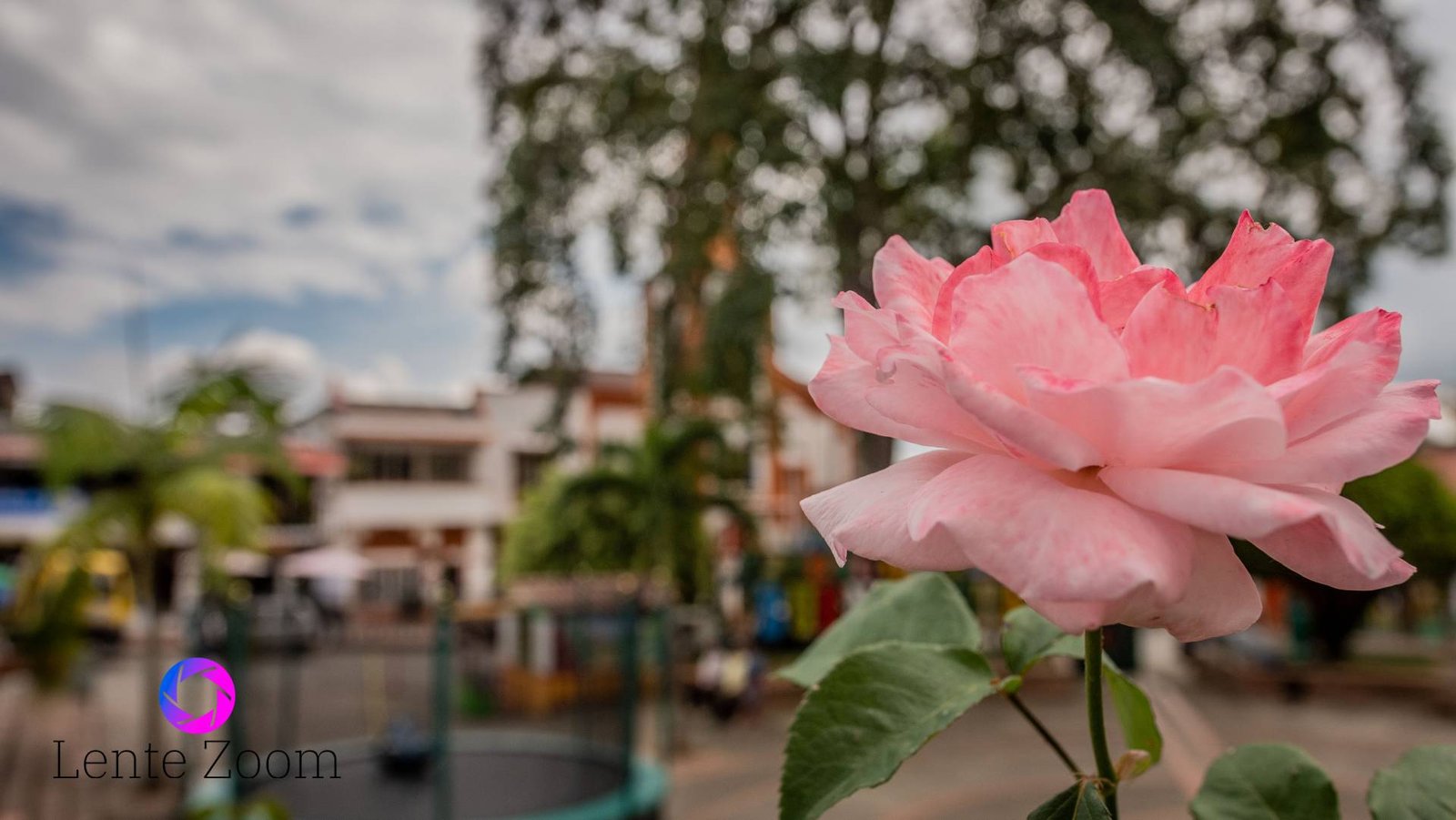 Una rosa rosada en primer plano haciendo parte de las más lindas Fotos de Buenavista, Quindío